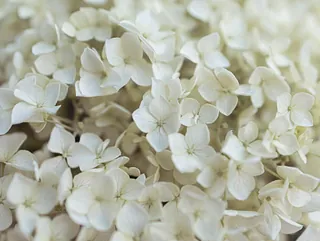 Weiße Blumen symbolisieren Reinheit und neues Leben.