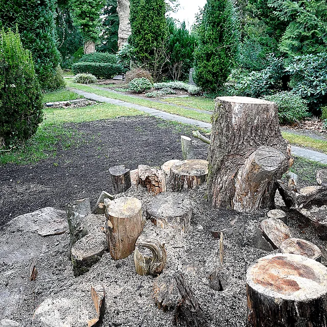 Baumstümpfe auf dem Friedhof nach der Baumpflege. Zwei
