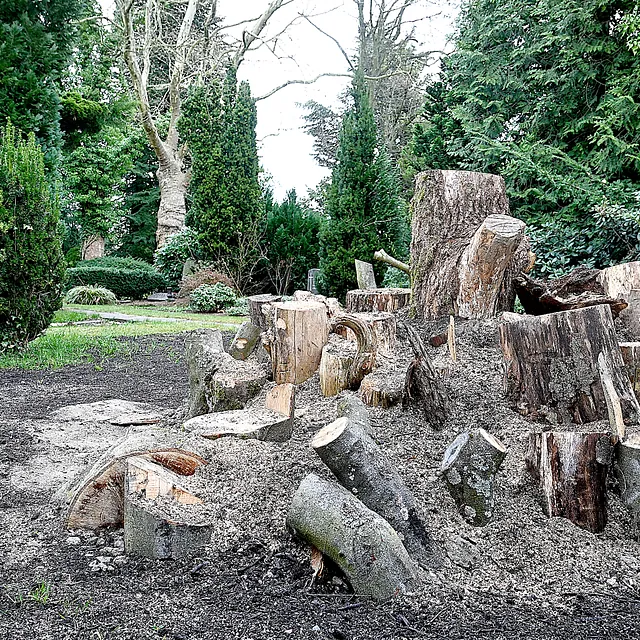 Baumstümpfe auf dem Friedhof nach der Baumpflege.