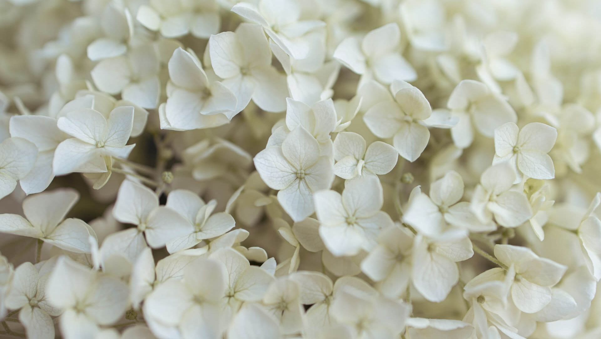 Weiße Blumen symbolisieren Reinheit und neues Leben.